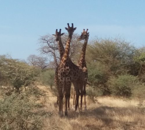 girafe a Gandia