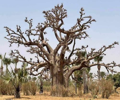 baobab baobab